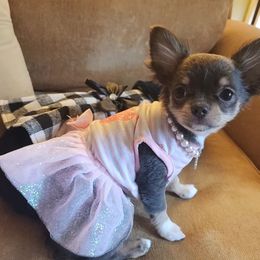 Chihuahua Puppies from Chosen Chihuahuas