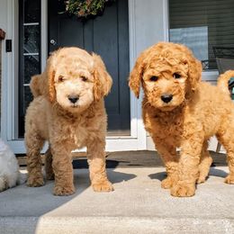 Goldendoodle Puppies from Lucky's Doodlez