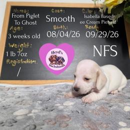 Piglet - Piebald female Dachshund puppy in Hoquiam, Washington from Heyd's Mini Dachshunds