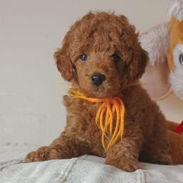 Desmond Majestic Embrace - Apricot male Poodle puppy in Licking, Missouri from Majestic Embrace Poodles