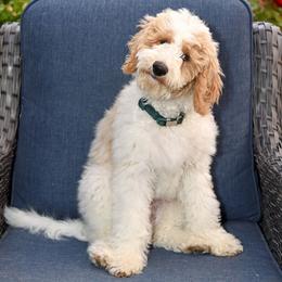 Leaf - Parti male Goldendoodle puppy in Idaho Falls, Idaho from High Quality Goldendoodles