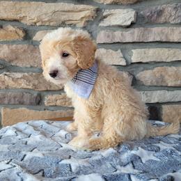 Olive - Apricot male Goldendoodle puppy in Grabill, Indiana from Rose's Doodles