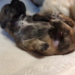 Teddy Graham - Brown male Mal-Shi puppy in Apollo Beach, Florida from Gemstone Exclusive Pups of Florida