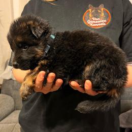 Flash - Black and red male German Shepherd puppy in Quartz Hill, California from Von Gonzalez Kennel