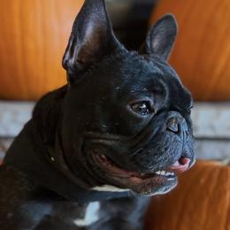 Dre - French Bulldog