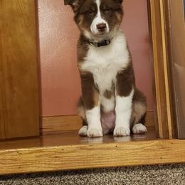 Australian Shepherd Puppies from Parsons Australian Shepherds