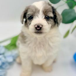 Gizmo - Blue merle male Aussiedoodle puppy in Eastman, Georgia from Dood B Ranch