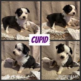 Cupid - Black tri female Toy Australian Shepherd puppy in Menan, Idaho from Teton Toy Aussies