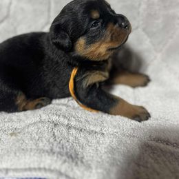 Girl 1 - Black and mahogany female Rottweiler puppy in Buskirk, New York from Misjef Rottweilers