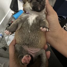 Kohana-small flower - Red female Shiba Inu puppy in Lehigh Acres, Florida from SWFL Happy Dogs