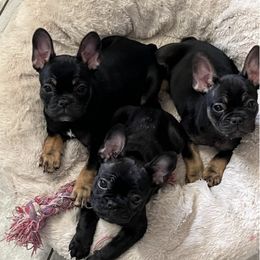 French Bulldogs from Alicia's Frenchies