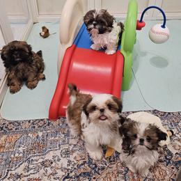 Shih Tzu puppies from Dollface Shih Tzu