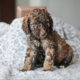 Girl 2 - Poodle puppy in Oklahoma from Rosebud Kennels