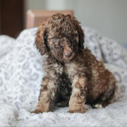 Girl 2 - Poodle puppy in Oklahoma from Rosebud Kennels