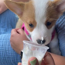 American Corgi and Pembroke Welsh Corgi Puppies from Beebe’s Corgis
