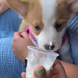 American Corgi and Pembroke Welsh Corgi Puppies from Beebe’s Corgis