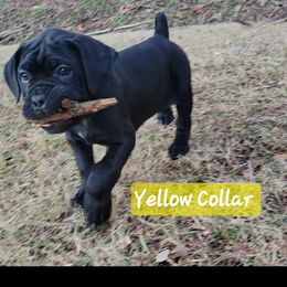 Cane Corso Puppies from Hardradas Dynasty Cane Corso