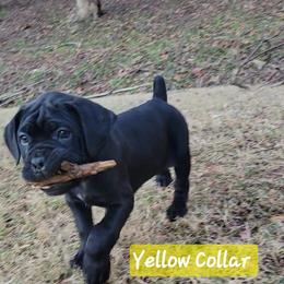 Cane Corso Puppies from Hardradas Dynasty Cane Corso