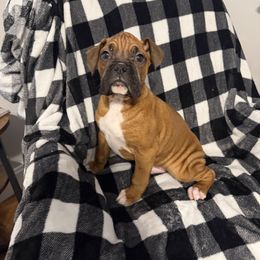 Male 1 - Fawn male Boxer puppy in Prestonsburg, Kentucky from Bre’s Boxers