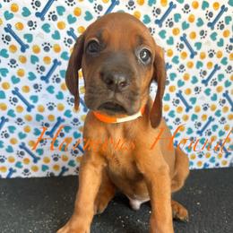Tucker - Red male Redbone Coonhound puppy in Mount Pleasant, Texas from Harmons Hounds