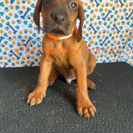 Tucker - Red male Redbone Coonhound puppy in Mount Pleasant, Texas from Harmons Hounds