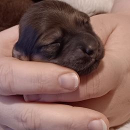 Shaded cream larger girl - Cream female Dachshund puppy in Howell, Michigan from Em-Me's Royal 'n Loyal Dachshunds