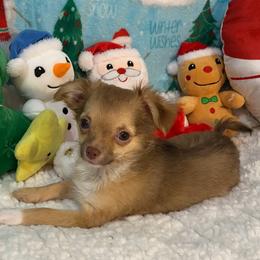 Lexi - Fawn and white female Chihuahua puppy in Hillsboro, Texas from Pikanoo Pups