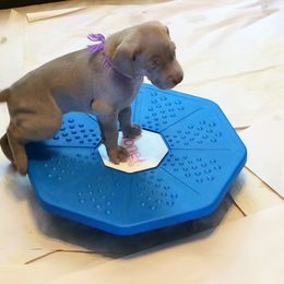 Weimaraner Puppies from Zauberhaft Weimaraners