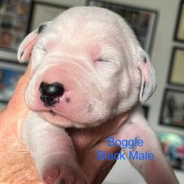 Boggle - White and black male Dalmatian puppy in New Jersey from Prestige Dalmatians