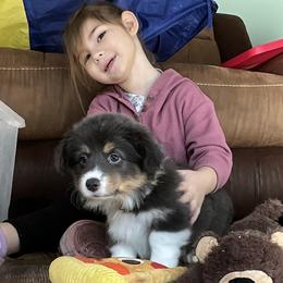 Puppy 9 - Black and tan female Pembroke Welsh Corgi puppy in Port Republic, Maryland from Bestfurends