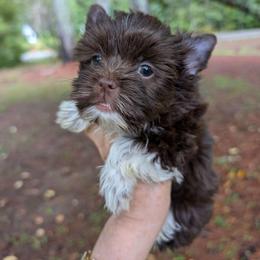 Kandi - Liver female Yorkshire Terrier puppy in Gaylesville, Alabama from Sweet Alabama Yorkies