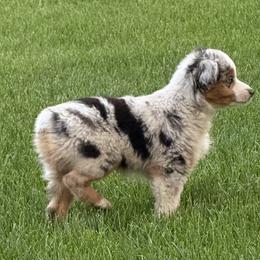 Miniature American Shepherd and Miniature Australian Shepherd Puppies from ShawnMarie Davis