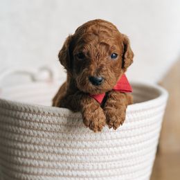Boy 1 - Red  male Poodle puppy in Duncan, South Carolina from Abner Creek Poodles & Doodles