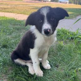 Bashful - Black and white male Border Collie puppy in Oberlin, Kansas from Hangin R Kennels