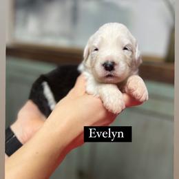 Evelyn - Gray and white female Old English Sheepdog puppy in Bristol, Indiana from Ridgeruns OES