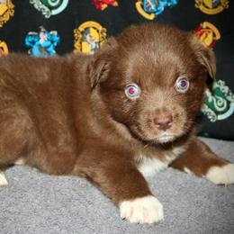 Rosalina - Red & white female Australian Shepherd puppy in El Dorado Springs, Missouri from HP Aussie Kennels
