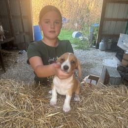 Puppy 1 - Lemon male Beagle puppy in Martinton, Illinois from Iroquois River Beagles