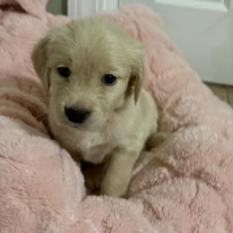 Brynn - Light golden female Golden Retriever puppy in Seville, Ohio from Retriever Ranch
