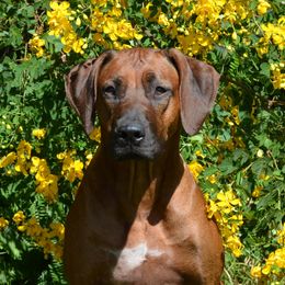 Rhodesian Ridgebacks from Kengali Rhodesian Ridgebacks