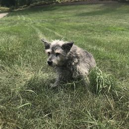 Havanese Puppies from Selah Havanese