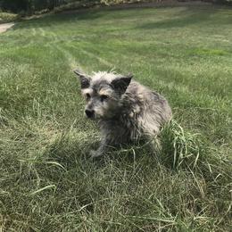 Havanese Puppies from Selah Havanese