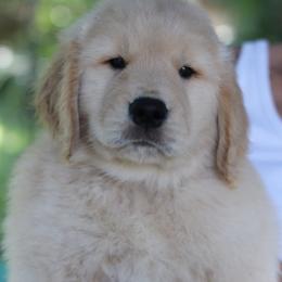 Golden Retriever Puppies from Golden Hour Golden Retrievers