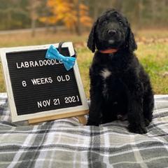 Aussiedoodles and Labradoodles from Doodle This Doodle That