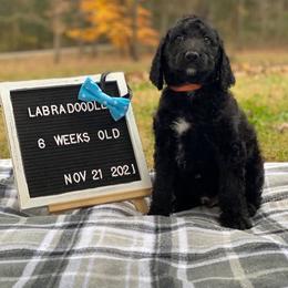Aussiedoodles and Labradoodles from Doodle This Doodle That