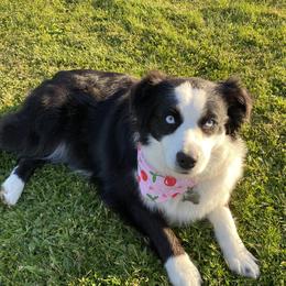 Zoey - Australian Shepherd