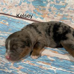 Kelsey - Blue merle female Aussiedoodle puppy in Lebanon, Missouri from Cobbs Creek Canines