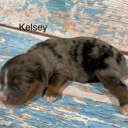 Kelsey - Blue merle female Aussiedoodle puppy in Lebanon, Missouri from Cobbs Creek Canines
