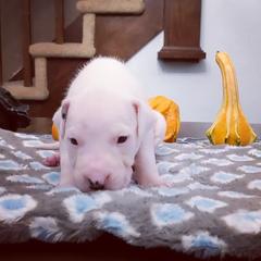 Dogo Argentino Puppies from De la Fuerza de Dios