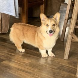 Finley - Pembroke Welsh Corgi