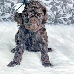Oakley - Brown female Poodle puppy in from Pink Poodles and Doodles